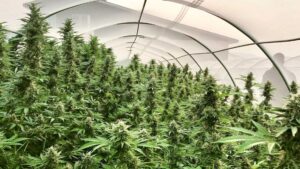 buy Wholesale Feminized Cannabis Seeds on sale