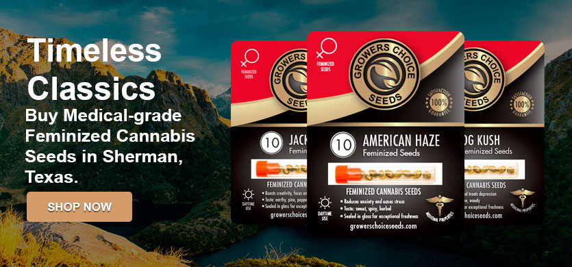 buy the best cannabis seeds in Sherman