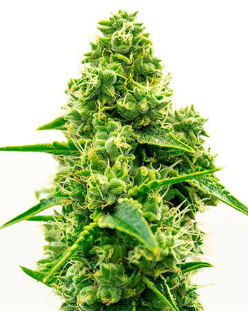 Cream Auto-Flowering Feminized Cannabis Seeds