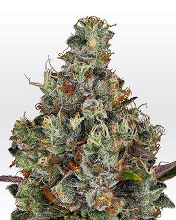 the best top cannabis seeds for sale sour og