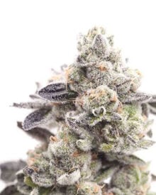 Buy Super Lemon Haze Feminized Cannabis Seeds