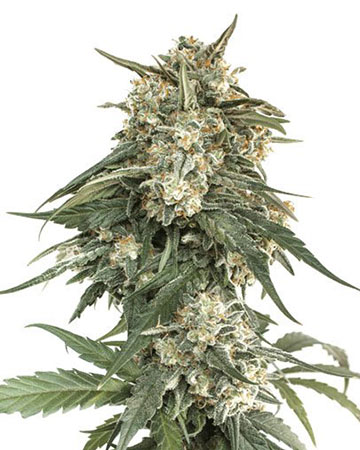 top cannabis seeds for sale tangie