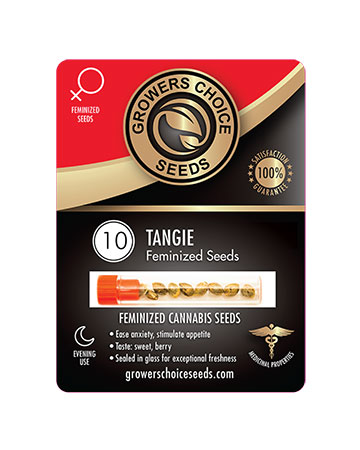 shop-for-reliable-marijuana-seeds-10-tangie