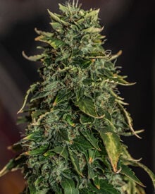 shop-premium-Sour-OG-Seeds