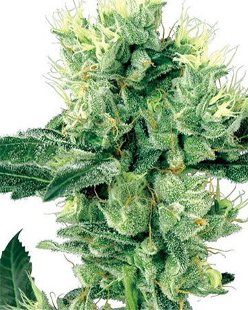buy-premium-quality-seeds-Ingrid-Feminized-Cannabis-Seeds[1]