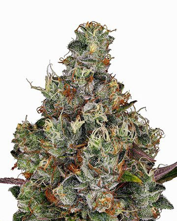 plushberry seeds growing and ready to be cultivated in cannabis farm