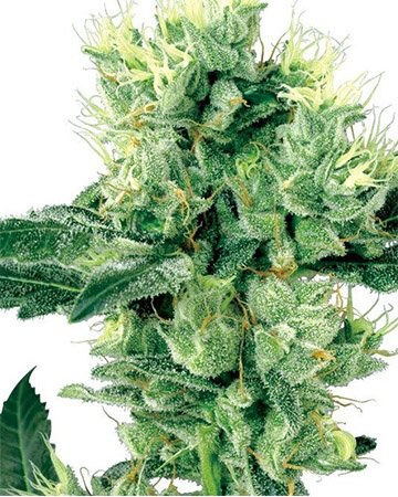top cannabis seeds for sale purple urkle