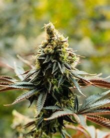 Buy Kosher Kush Feminized Cannabis Seeds