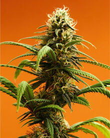 shop-premium-Pez-Strain-Feminized-Seeds