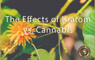 the effects of kratom vs cannabis