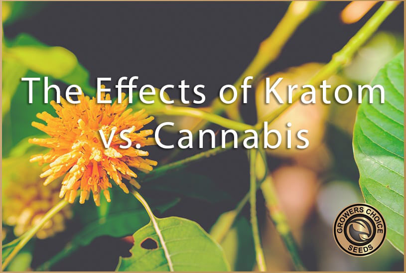 the effects of kratom vs cannabis