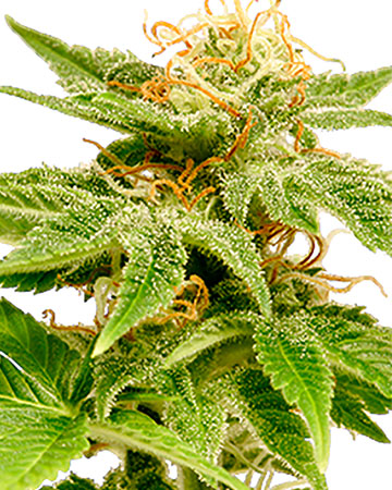 Ewok feminized cannabis seeds