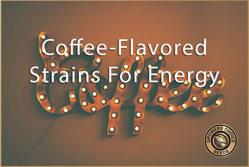coffee flavored strains you can enjoy