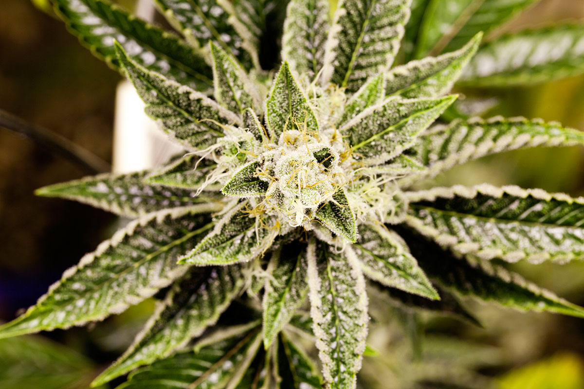 marijuana seeds delivery in Douglasville