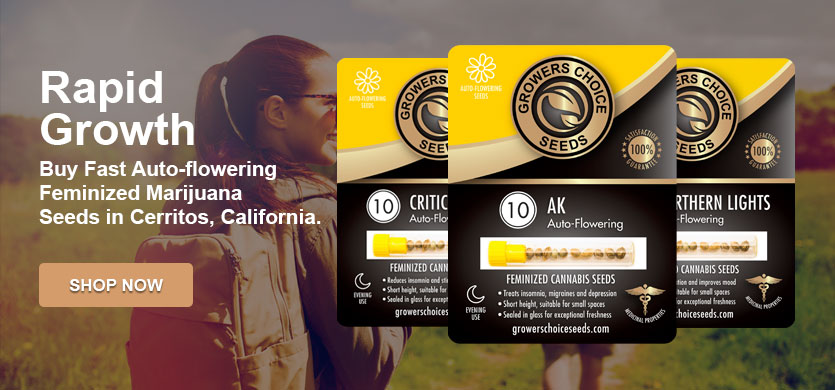 buy the best marijuana seeds in Cerritos