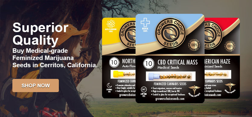 buy marijuana seeds in Cerritos