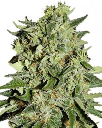 buy-premium-quality-seeds-Lodi-Dodi-Feminized-Cannabis-Seeds