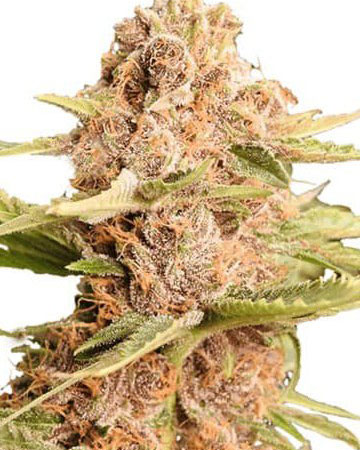 mendocino purps cannabis seeds blossoming