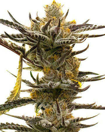 Middlefork feminized cannabis seeds