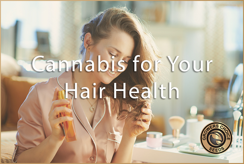Cannabis for Your Hair Health