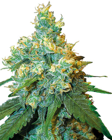 top cannabis seeds for sale sfv og