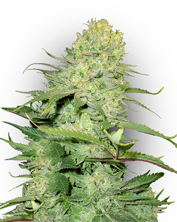 buy the best top cannabis seeds skunk 1