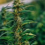 Skunk Seeds Feminized