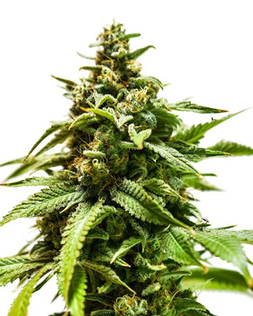 the best top cannabis seeds for sale headband