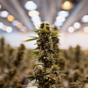 order Marijuana Seeds For Sale in Columbus