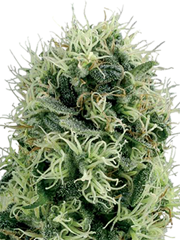 Permafrost feminized cannabis seeds