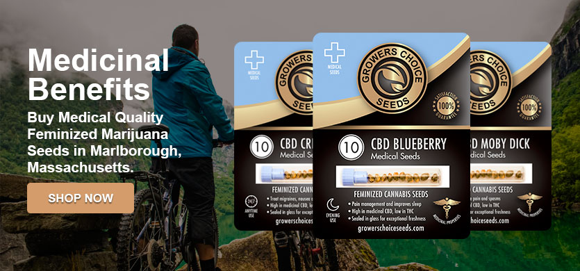 marijuana seeds for sale in Marlborough