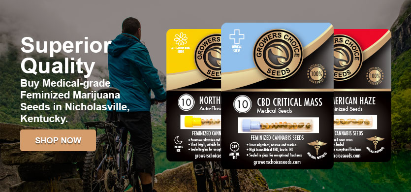 buy marijuana seeds in Nicholasville