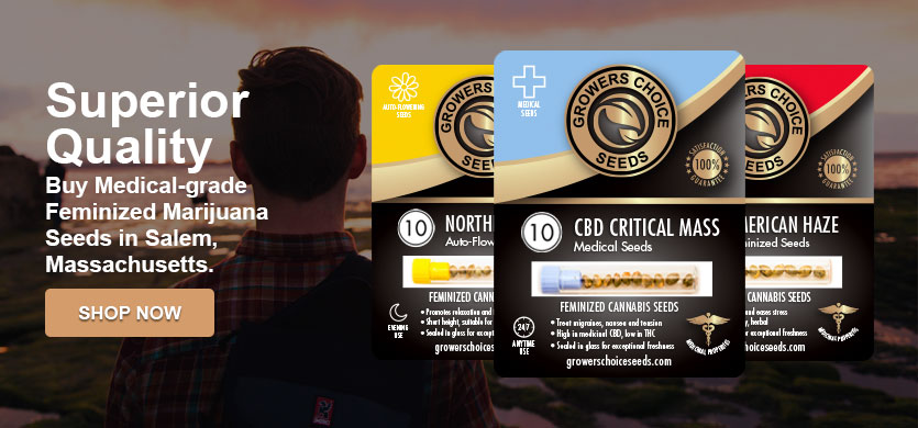 buy marijuana seeds in Salem