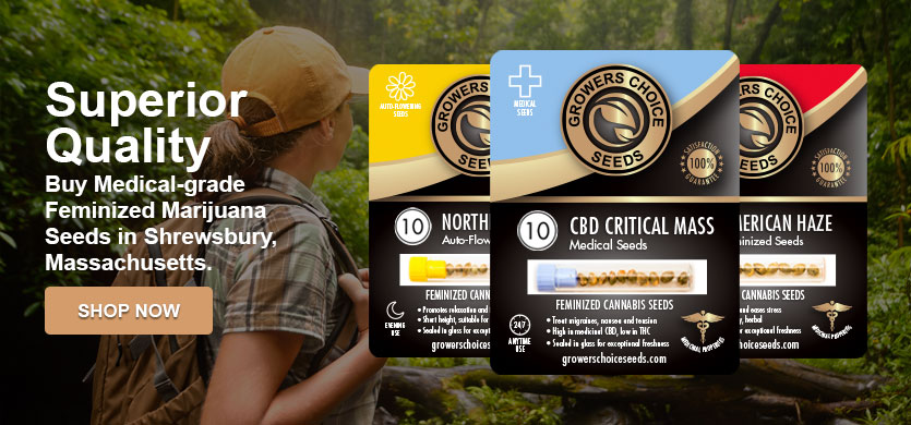 buy marijuana seeds in Shrewsbury