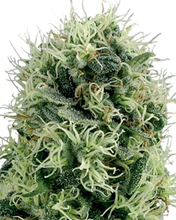 buy top cannabis seeds permafrost