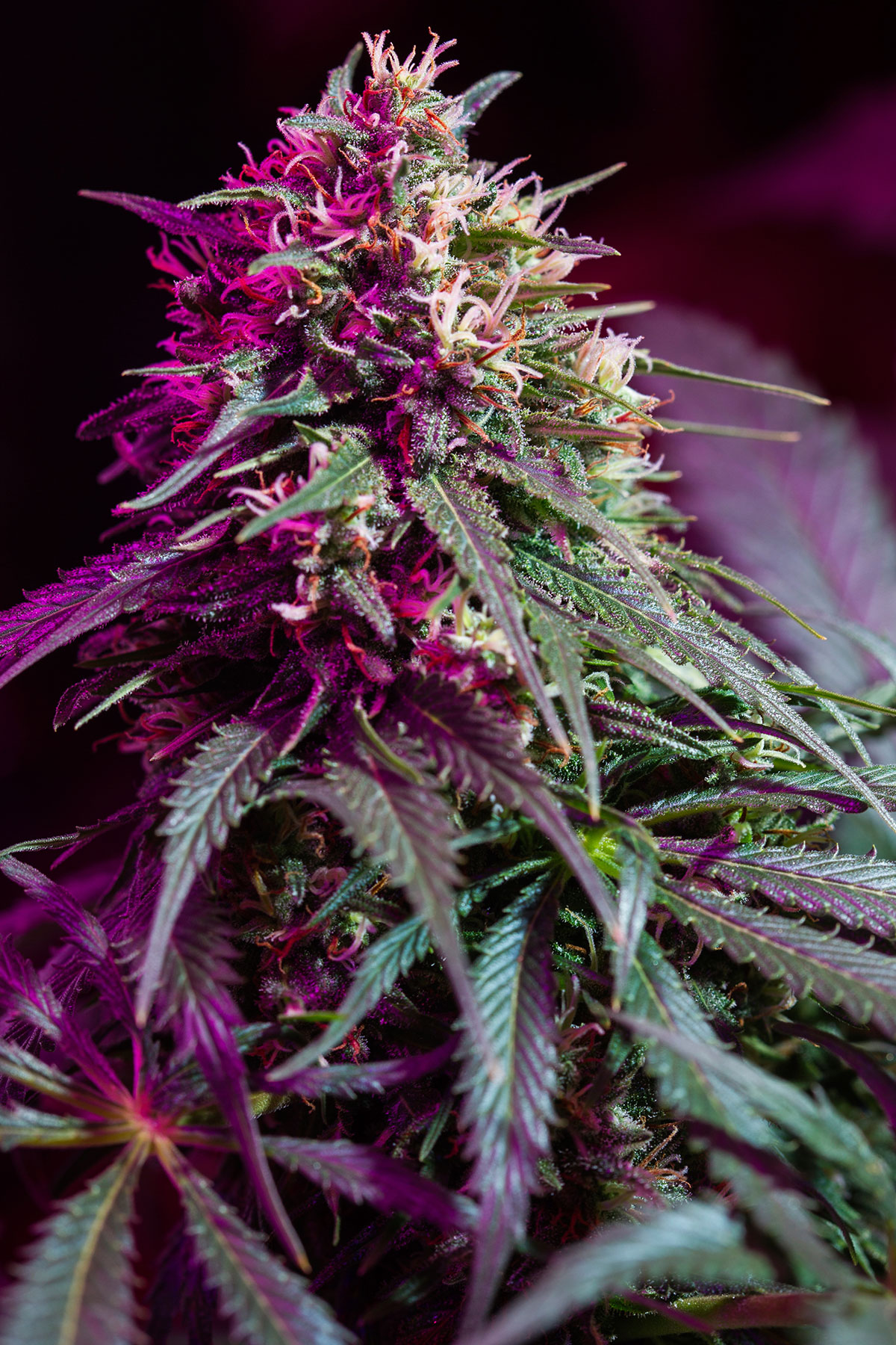 the best marijuana seeds for sale in Nicholasville