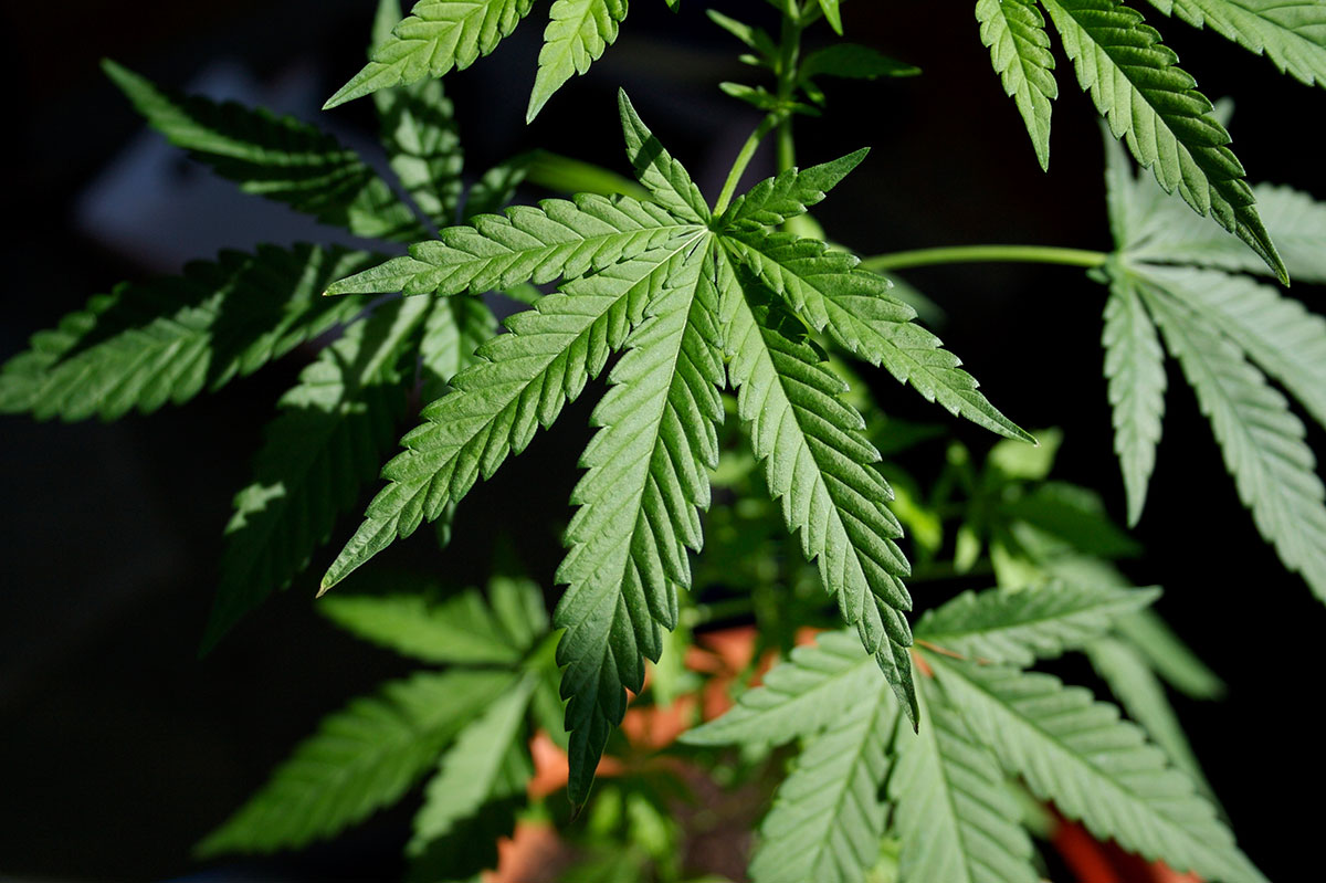 the best marijuana seeds for sale in Salem