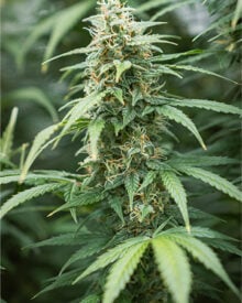 Buy Juicy Fruit Feminized Cannabis Seeds