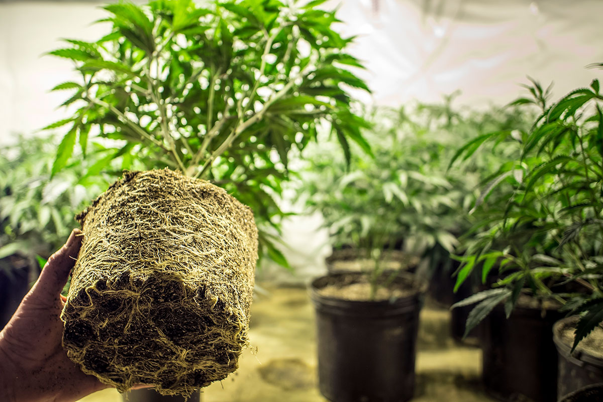 the best marijuana seeds for sale in Shrewsbury