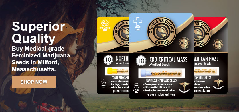 buy marijuana seeds in city