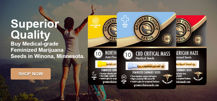 buy marijuana seeds in Winona