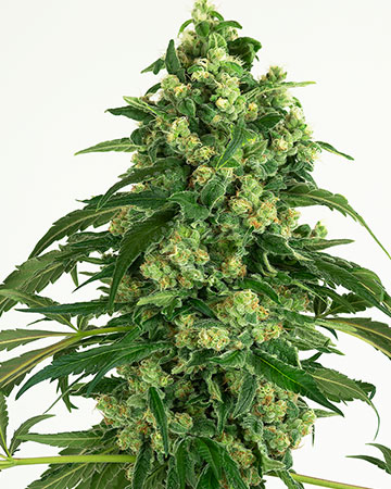 the best top cannabis seeds for sale pink kush