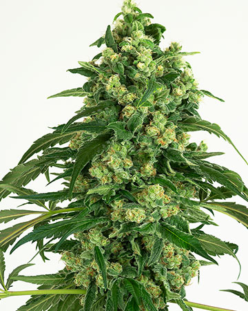 Super Skunk feminized cannabis seeds for sale - Herbies