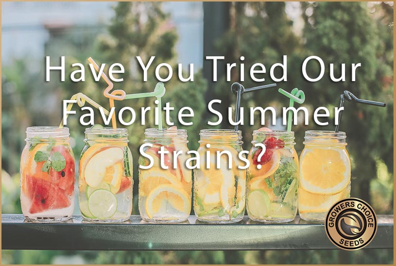 Have You Tried Our Fruity Summer Strains Yet?