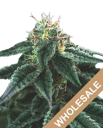 wholesale Blackberry Kush Feminized Cannabis Seeds