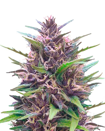 blue cheese cannabis plant grown from premium blue cheese seeds
