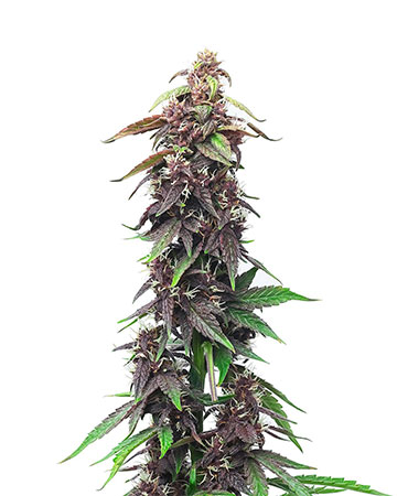 death star cannabis plant grown from good quality death star cannabis seeds