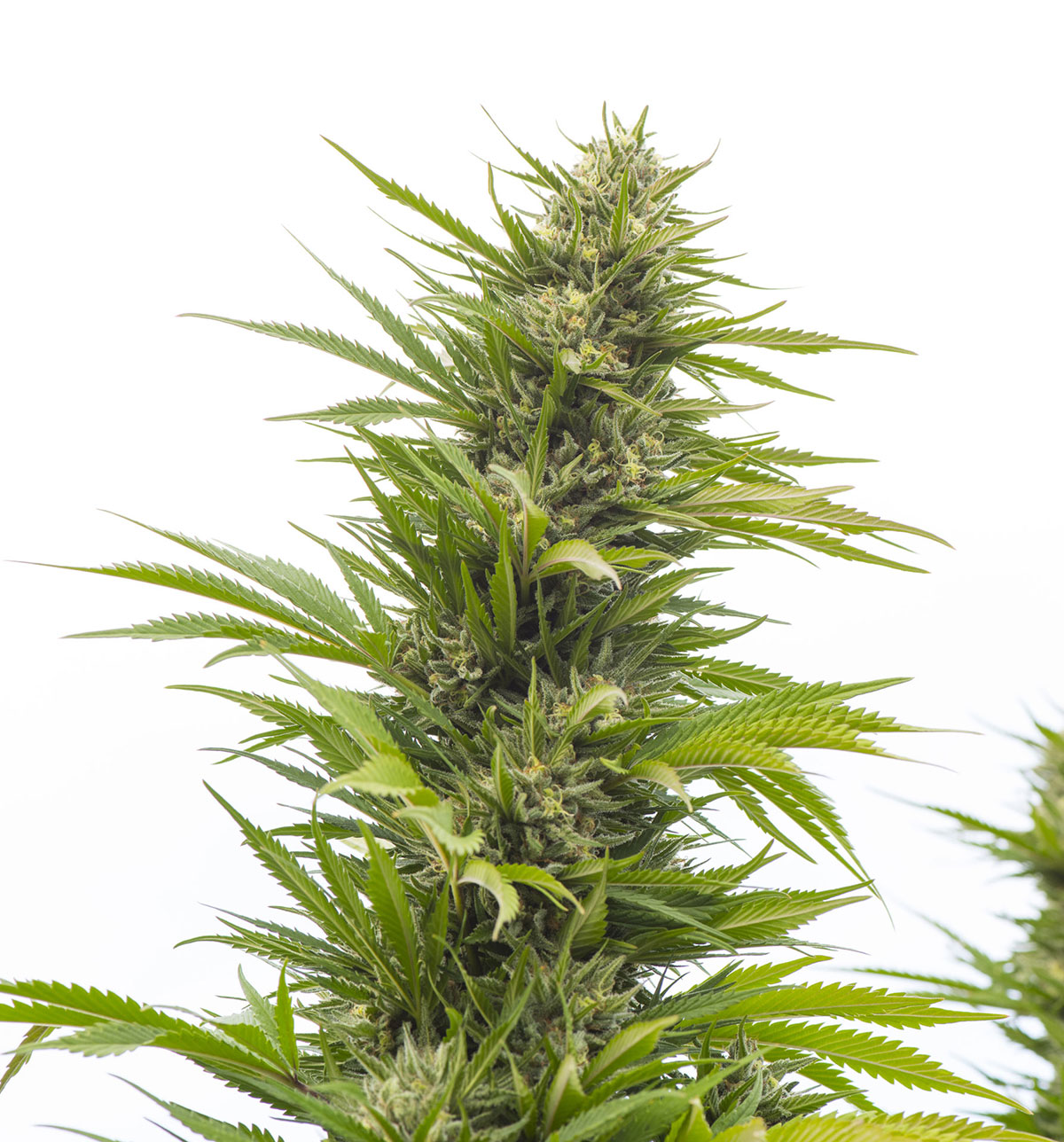G13 feminized cannabis seeds