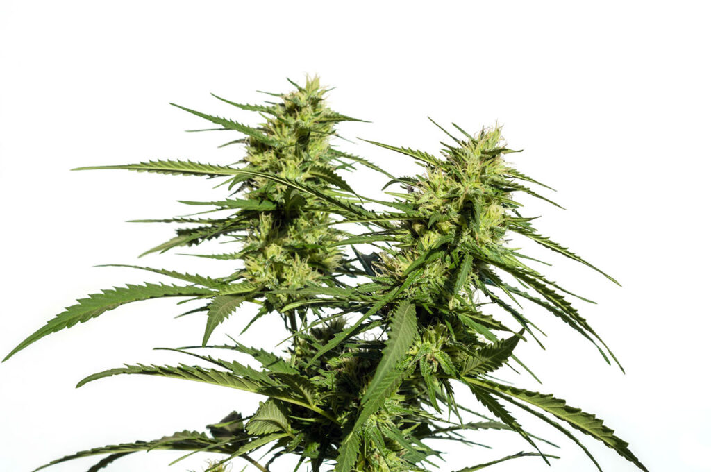 Buy God’s Gift feminized cannabis seeds in Anchorage
