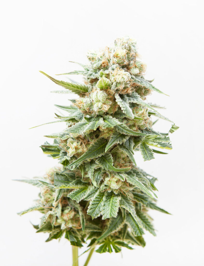 top cannabis seeds for sale confidential